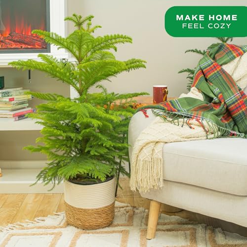 A 3-foot live Christmas tree in a woven basket sits near a cozy couch draped with a colorful plaid blanket in a warm living room setting. A decorated shelf with books and a faux fireplace add to the cozy atmosphere.