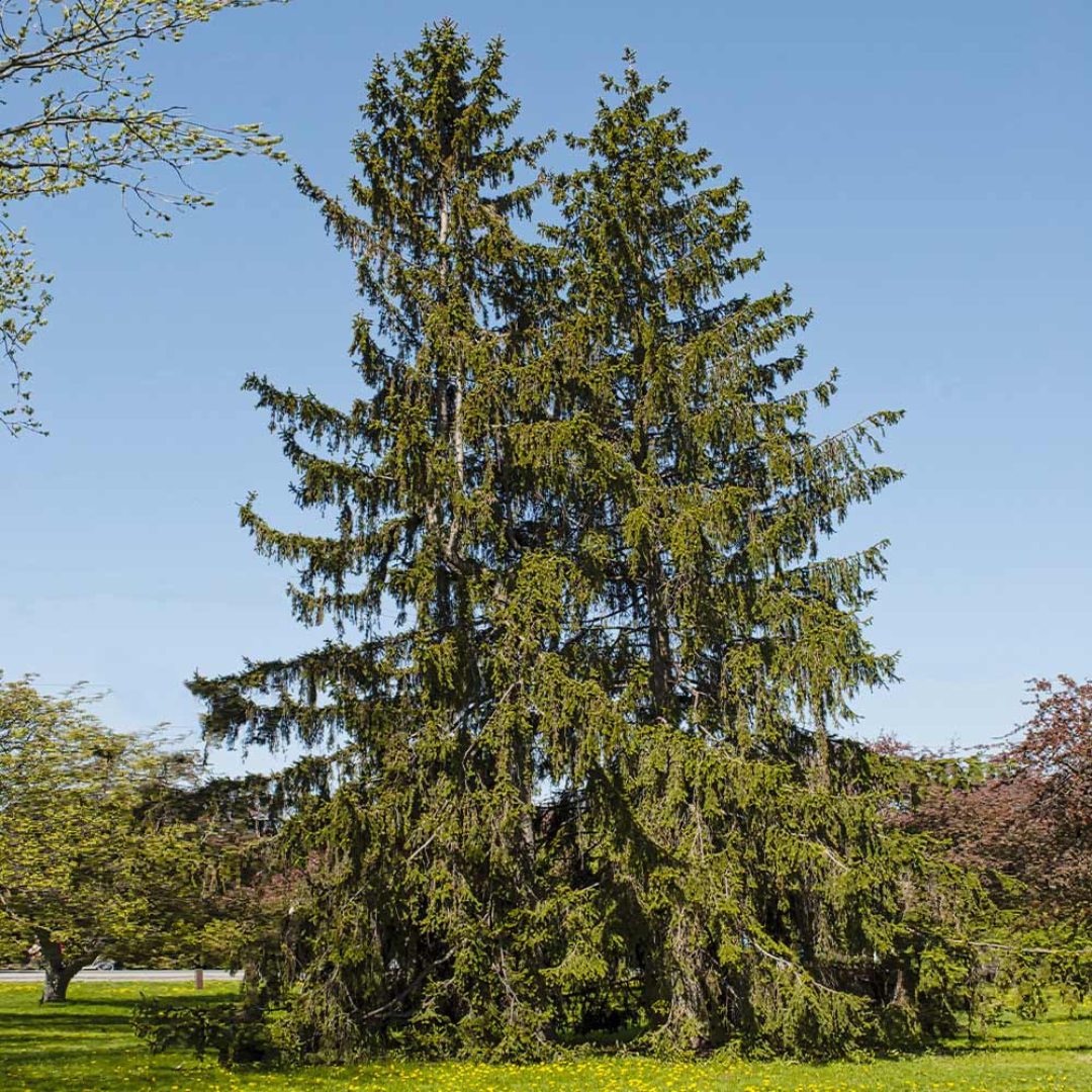 Large evergreen tree with dense foliage under a clear blue sky, set in a lush park setting with green grass and dappled sunlight.