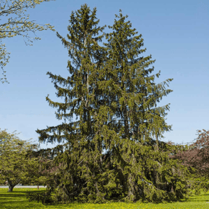 Large evergreen tree with dense foliage under a clear blue sky, set in a lush park setting with green grass and dappled sunlight.