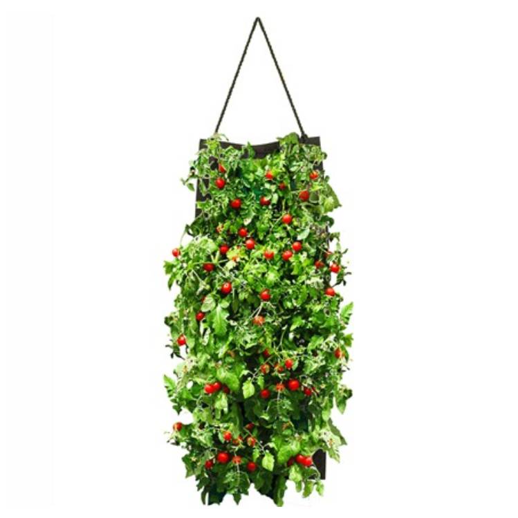 Hanging tomato planter with lush green foliage and clusters of bright red cherry tomatoes growing downward. Ideal for vertical gardening or small spaces.