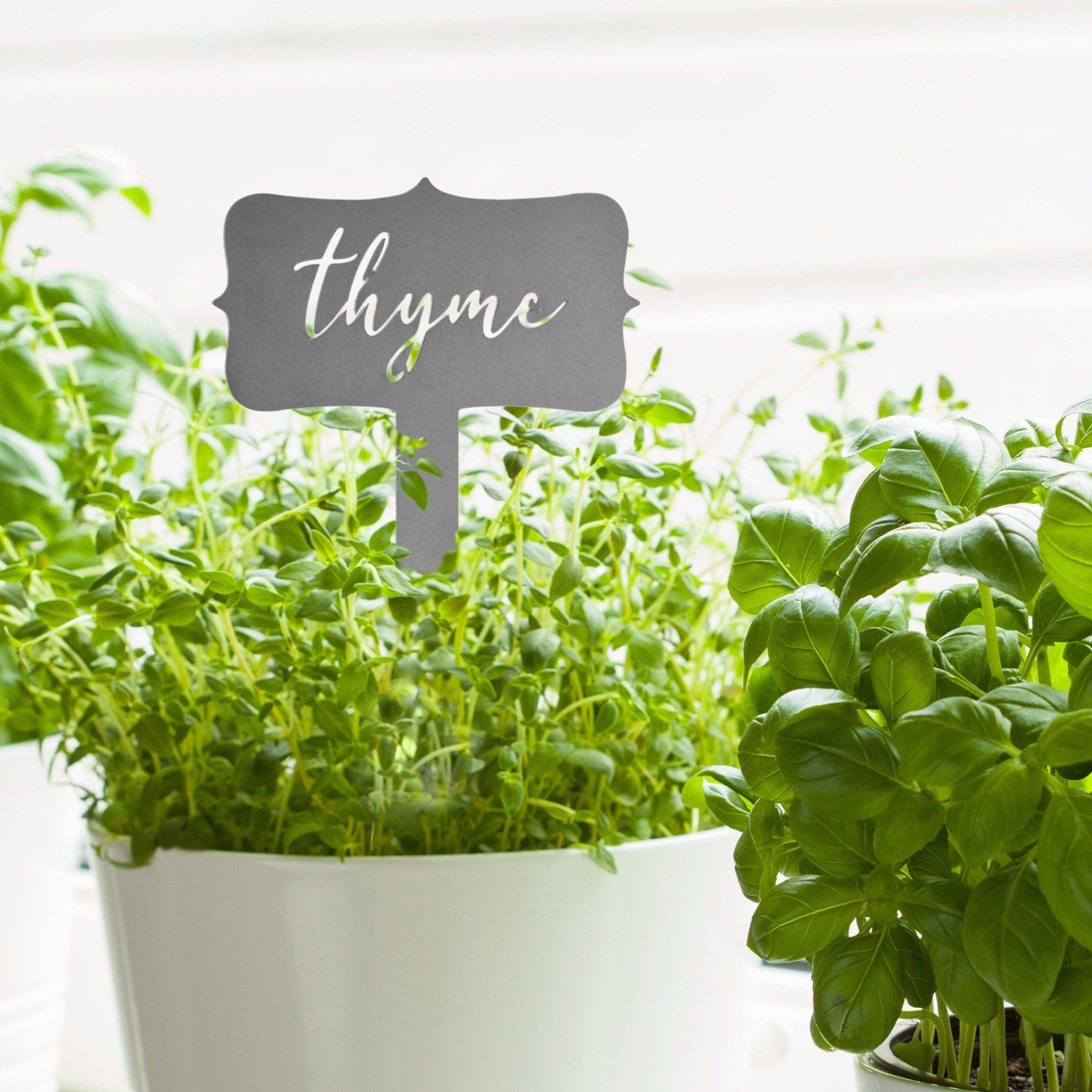 Potted thyme and basil plants in white containers, with a metallic label for thyme.