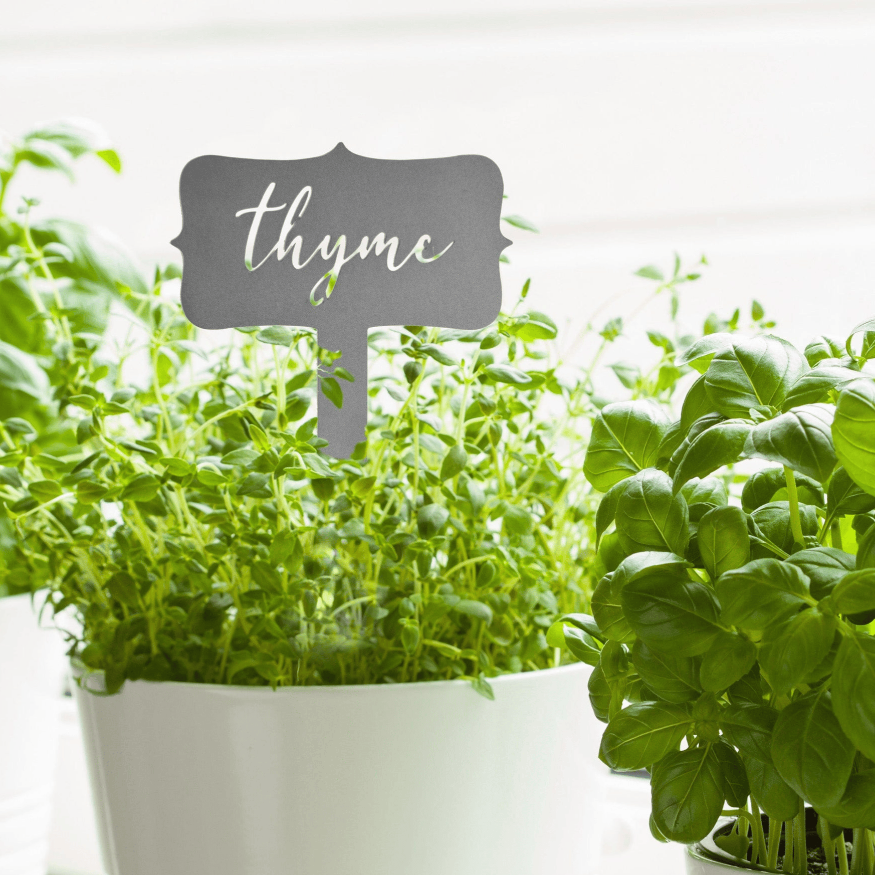 Potted thyme and basil plants in white containers, with a metallic label for thyme.