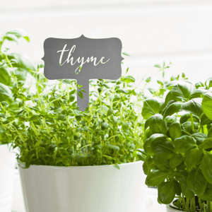 Potted thyme and basil plants in white containers, with a metallic label for thyme.