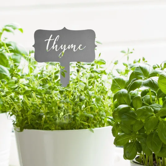 Potted thyme and basil plants in white containers, with a metallic label for thyme.