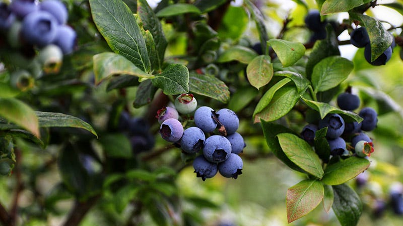 blueberry bushes