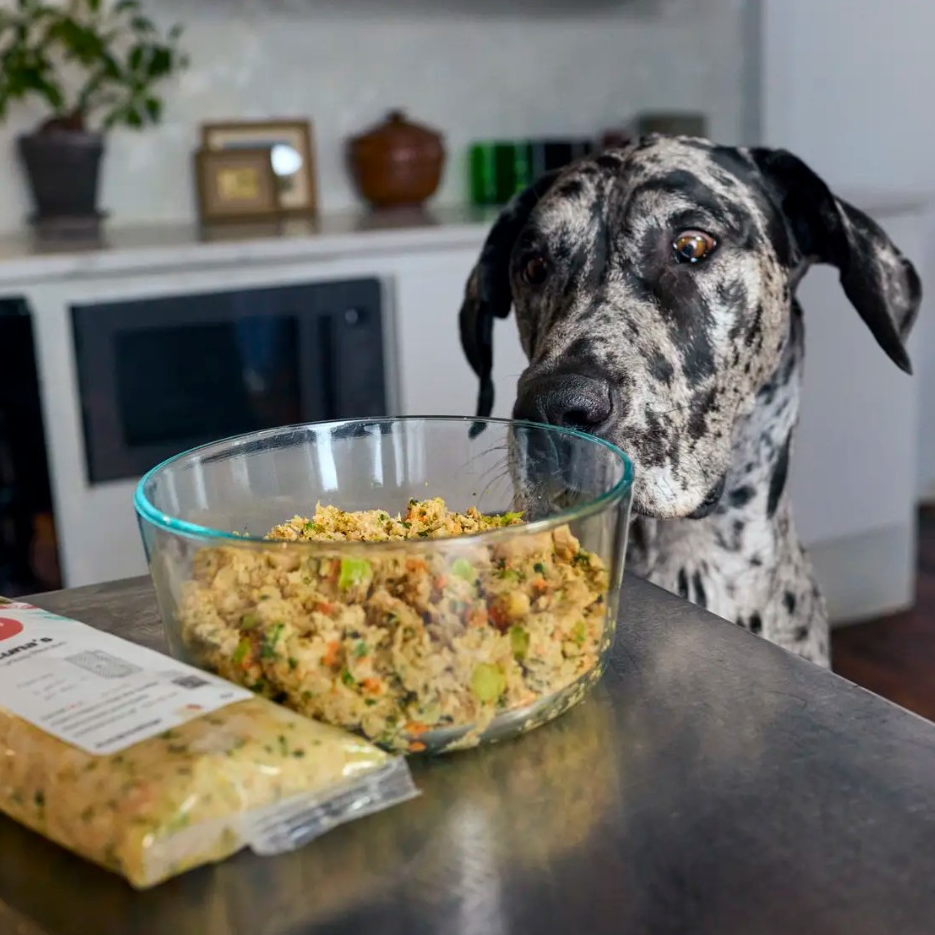 A person holds a bowl of prepared dog food, with a dog looking expectantly at it. The meal looks like a mix of meat and vegetables.