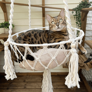 A Bengal cat is lounging in a macramé hanging bed with a cushion, set in an outdoor wooden area with potted plants and a lattice backdrop.