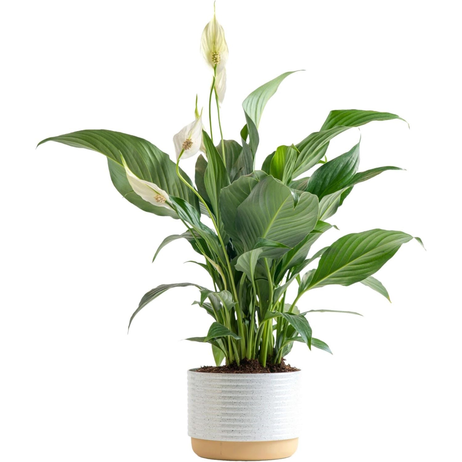 A peace lily plant with broad green leaves and white flowers, placed in a white textured pot with a beige base.