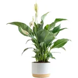 A peace lily plant with broad green leaves and white flowers, placed in a white textured pot with a beige base.