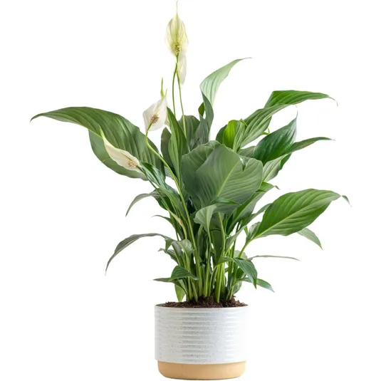 A peace lily plant with broad green leaves and white flowers, placed in a white textured pot with a beige base.