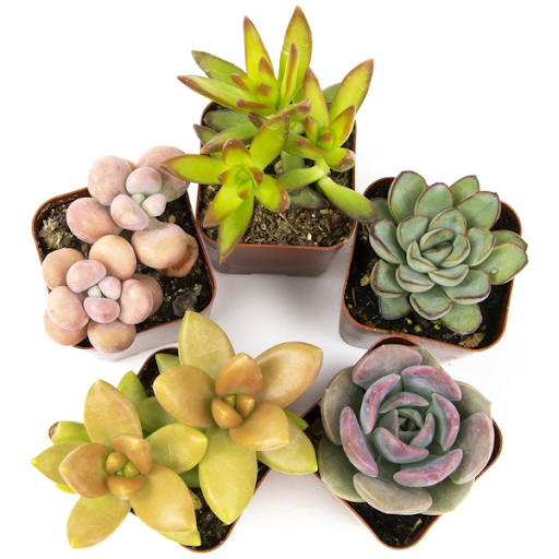 5_pack_succulents.png