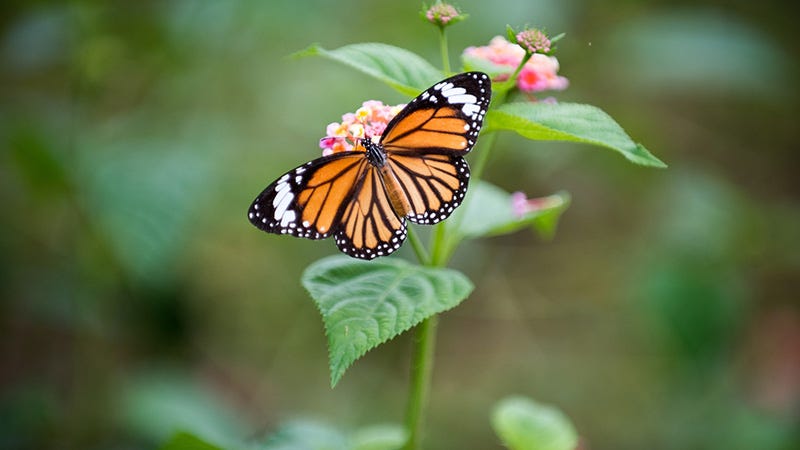 monarch butterfly on flower