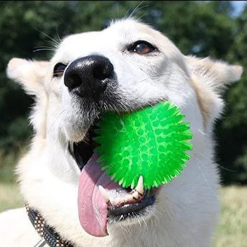 A dog holds a bright green textured chew ball toy in its mouth, showcasing its playful nature.
