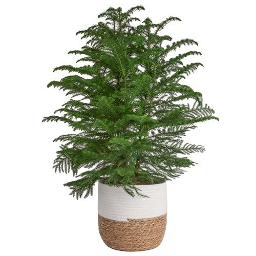 A 3-foot Norfolk Island Pine tree set in a stylish white and woven two-tone pot, known for its lush, feathery green branches, making it a popular choice for indoor holiday decoration.