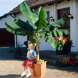 A young child is sitting next to a potted banana plant, which has large green leaves and a bunch of bananas at its base. The plant is placed in front of a house with bright flowers nearby.