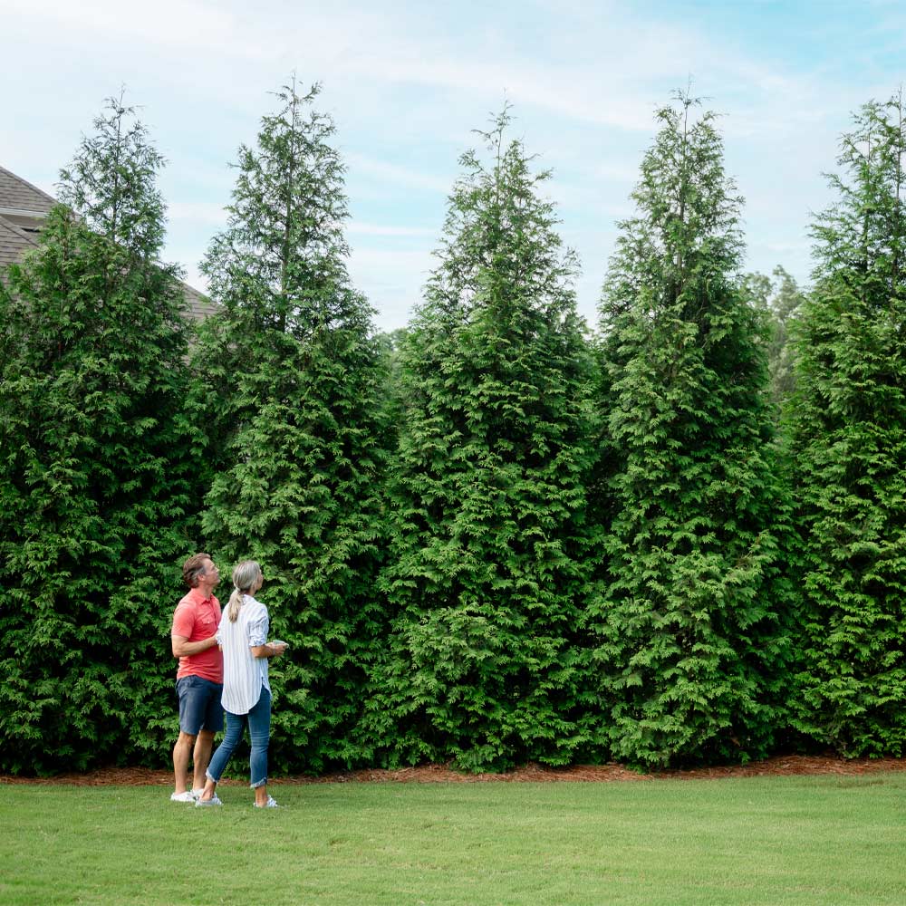 Two people stand in front of a tall row of green privacy trees, possibly Thuja Green Giants, in a residential backyard setting.