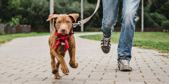 Dog and person running