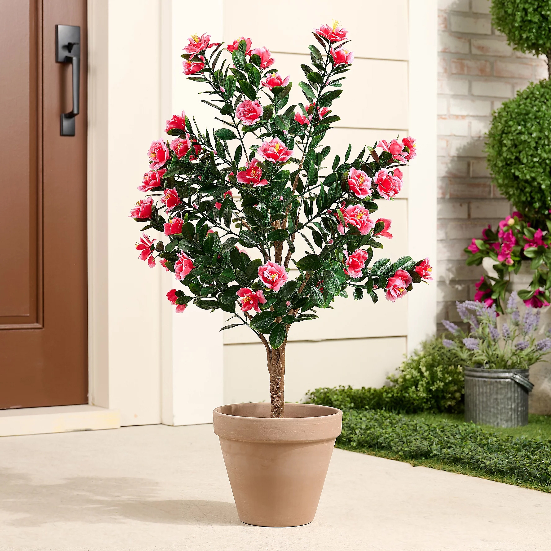 Potted plant with vibrant pink flowers and green leaves, placed outside near a brown door.