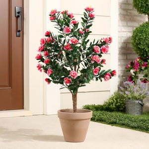 Potted plant with vibrant pink flowers and green leaves, placed outside near a brown door.