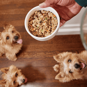 A person holds a bowl of homemade dog food containing mixed ingredients while three small dogs eagerly look up, sitting on a wooden floor.