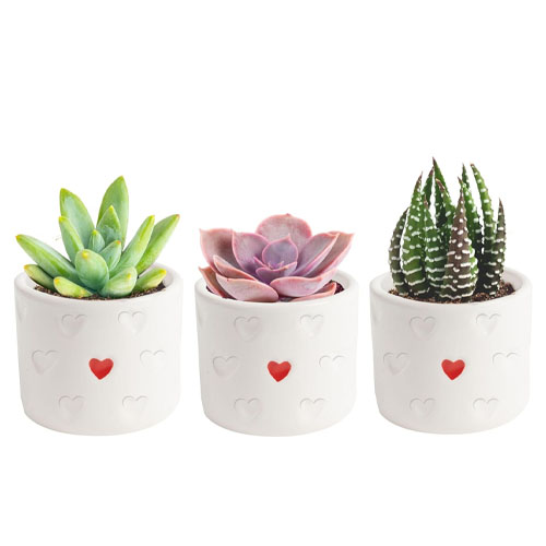 A set of three succulents in white pots with mini red hearts.