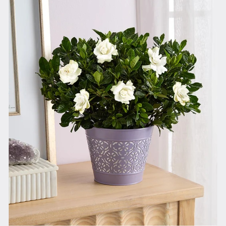 A potted gardenia plant with white flowers is in a decorative lavender pot, placed on a wooden surface near a crystal.