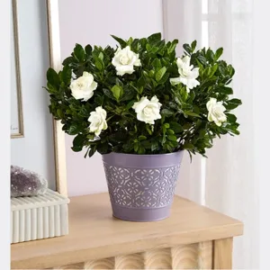 A potted gardenia plant with white flowers is in a decorative lavender pot, placed on a wooden surface near a crystal.