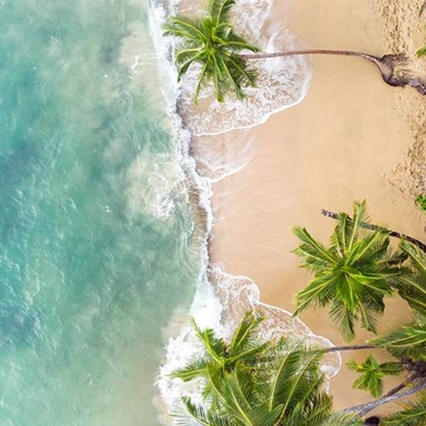 Aerial view of a tropical beach with palm trees and clear turquoise waters meeting golden sand.