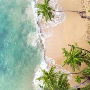 Aerial view of a tropical beach with palm trees and clear turquoise waters meeting golden sand.