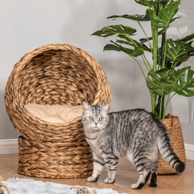 A gray tabby cat stands next to a round, woven pet bed with a cushioned interior. Nearby are a potted plant, a wrapped gift box, and a gray sofa on a fluffy rug.