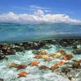 A serene underwater scene with numerous starfish resting on a sandy seabed, partially submerged under clear blue water, with a bright sky and fluffy clouds above.