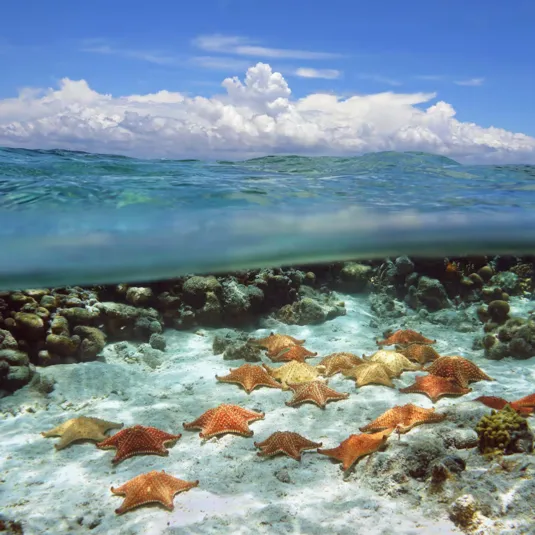 A serene underwater scene with numerous starfish resting on a sandy seabed, partially submerged under clear blue water, with a bright sky and fluffy clouds above.