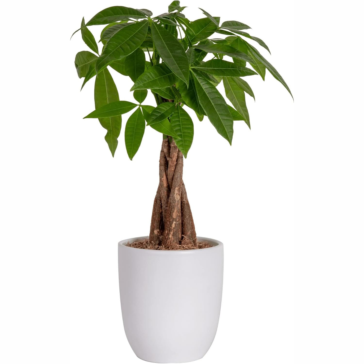 Costa Farms Live Money Tree features a braided trunk and lush green leaves in a simple white pot.