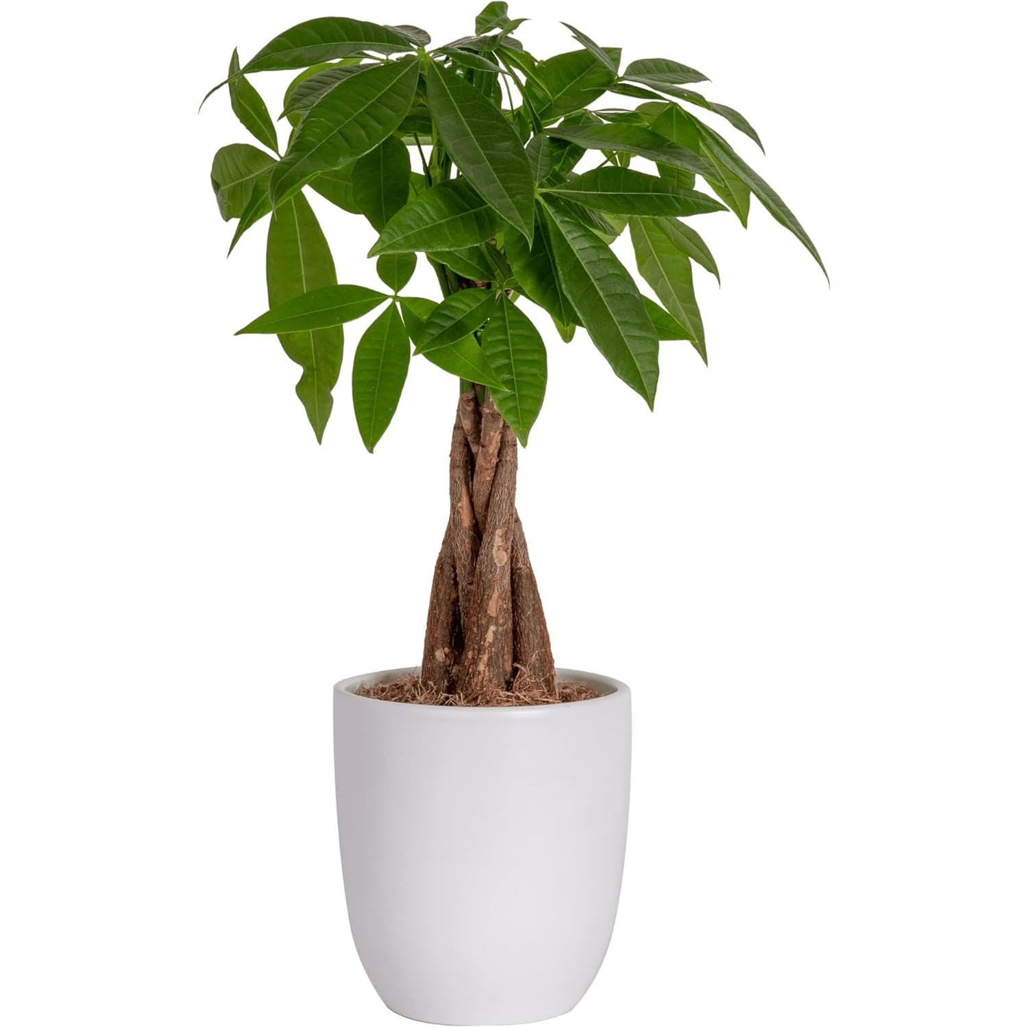 Costa Farms Live Money Tree features a braided trunk and lush green leaves in a simple white pot.