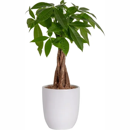 Costa Farms Live Money Tree features a braided trunk and lush green leaves in a simple white pot.