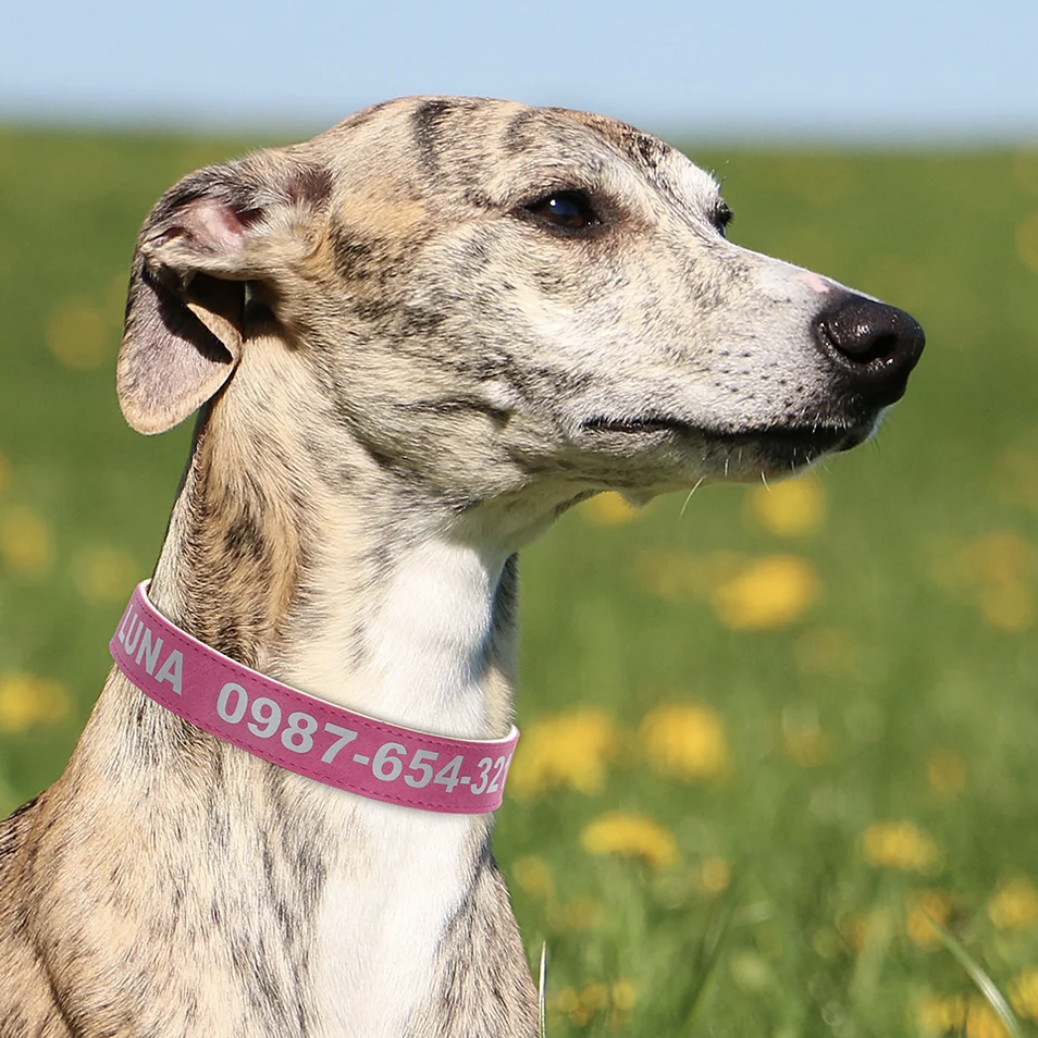 A dog wearing a pink collar with the name \“Luna\“ and a phone number printed on it stands on grass with yellow flowers in the background.