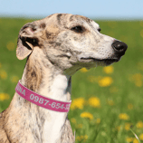 A dog wearing a pink collar with the name \“Luna\“ and a phone number printed on it stands on grass with yellow flowers in the background.