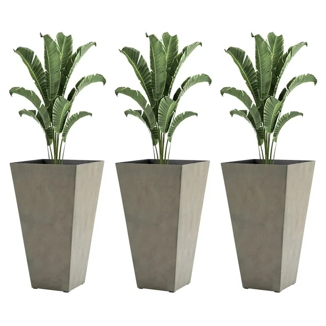 Three bird of paradise plants in matching tall grey planters.