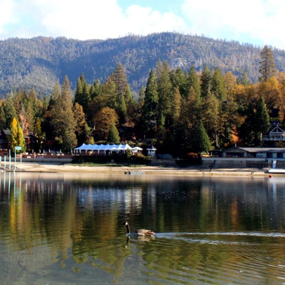 A scenic lake view with mountains, trees, buildings in the distance, and a single duck swimming.