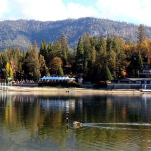 A scenic lake view with mountains, trees, buildings in the distance, and a single duck swimming.