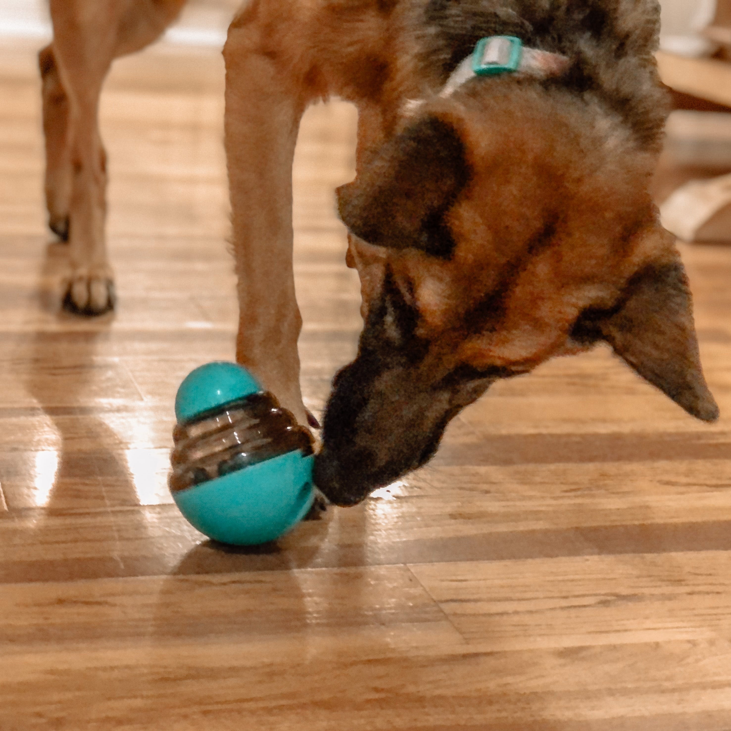 A German Shepherd is playing with a round, blue interactive dog toy with a transparent section that likely contains treats to engage the pet.