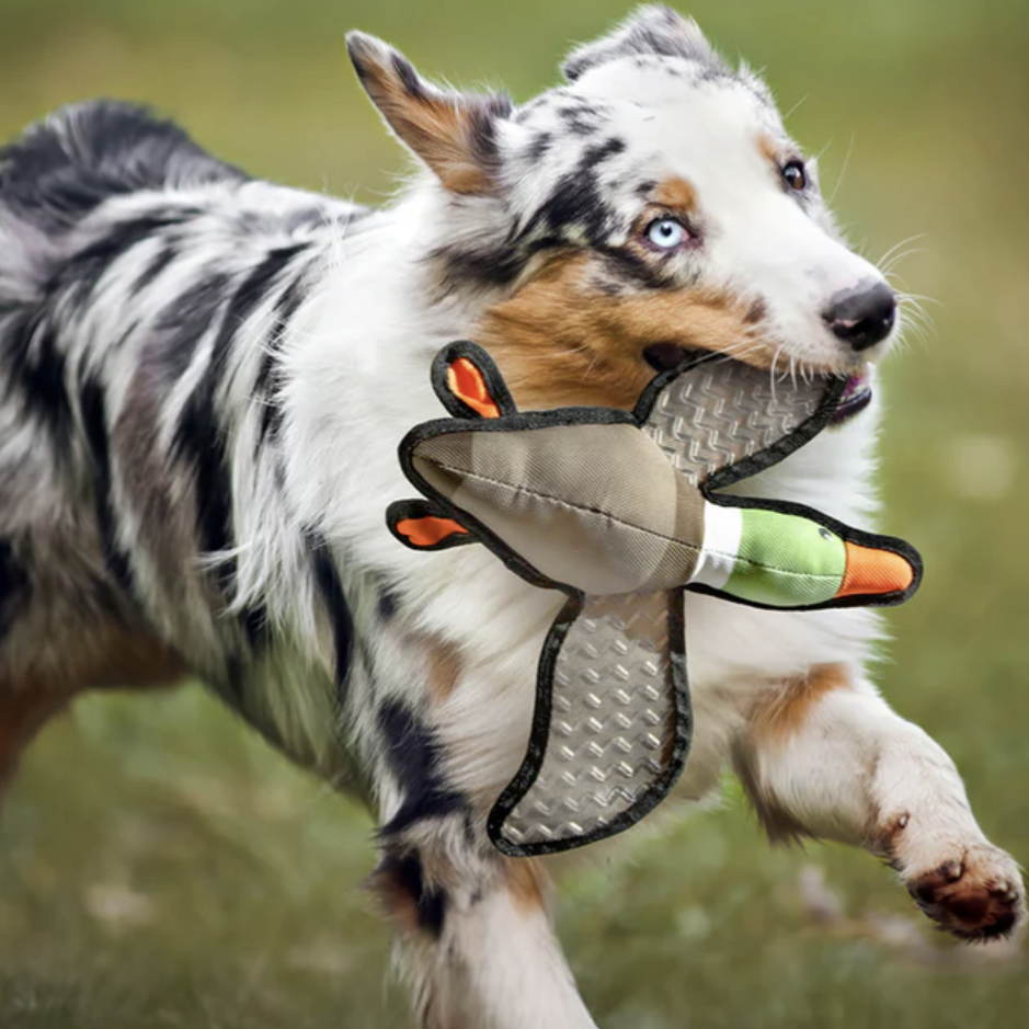 A dog with blue eyes carries a plush duck toy with reinforced seams and a textured surface in its mouth. The background is an outdoor grassy area.