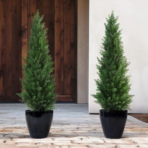 Two tall, conical evergreen topiaries in glossy black pots are placed side by side on a stone surface in front of a wooden door.