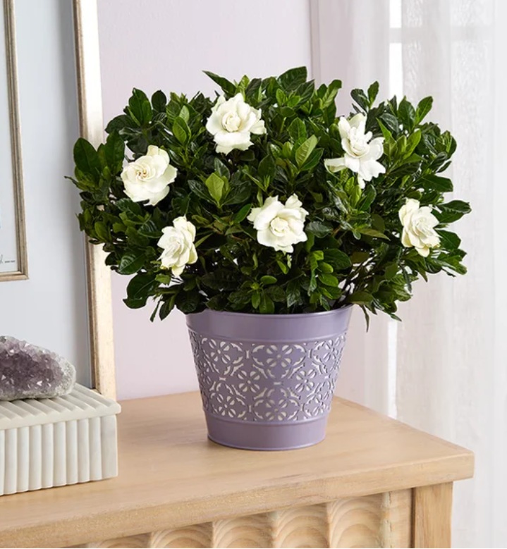 A potted gardenia plant with white blossoms, placed in a decorative purple pot with a cutout pattern, rests on a wooden surface near decorative rocks.