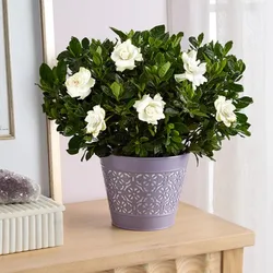 A potted gardenia plant with white blossoms, placed in a decorative purple pot with a cutout pattern, rests on a wooden surface near decorative rocks.