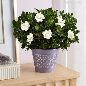 A potted gardenia plant with white blossoms, placed in a decorative purple pot with a cutout pattern, rests on a wooden surface near decorative rocks.
