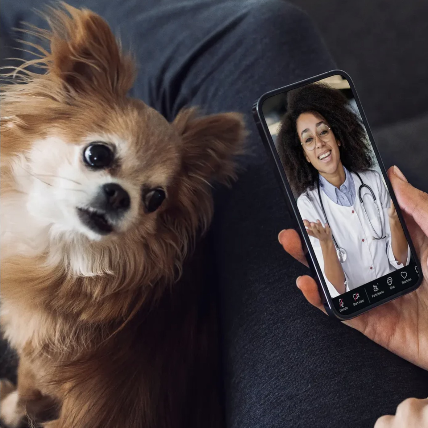 A person is video chatting with a female doctor on a smartphone while a small dog looks on.