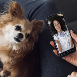 A person is video chatting with a female doctor on a smartphone while a small dog looks on.