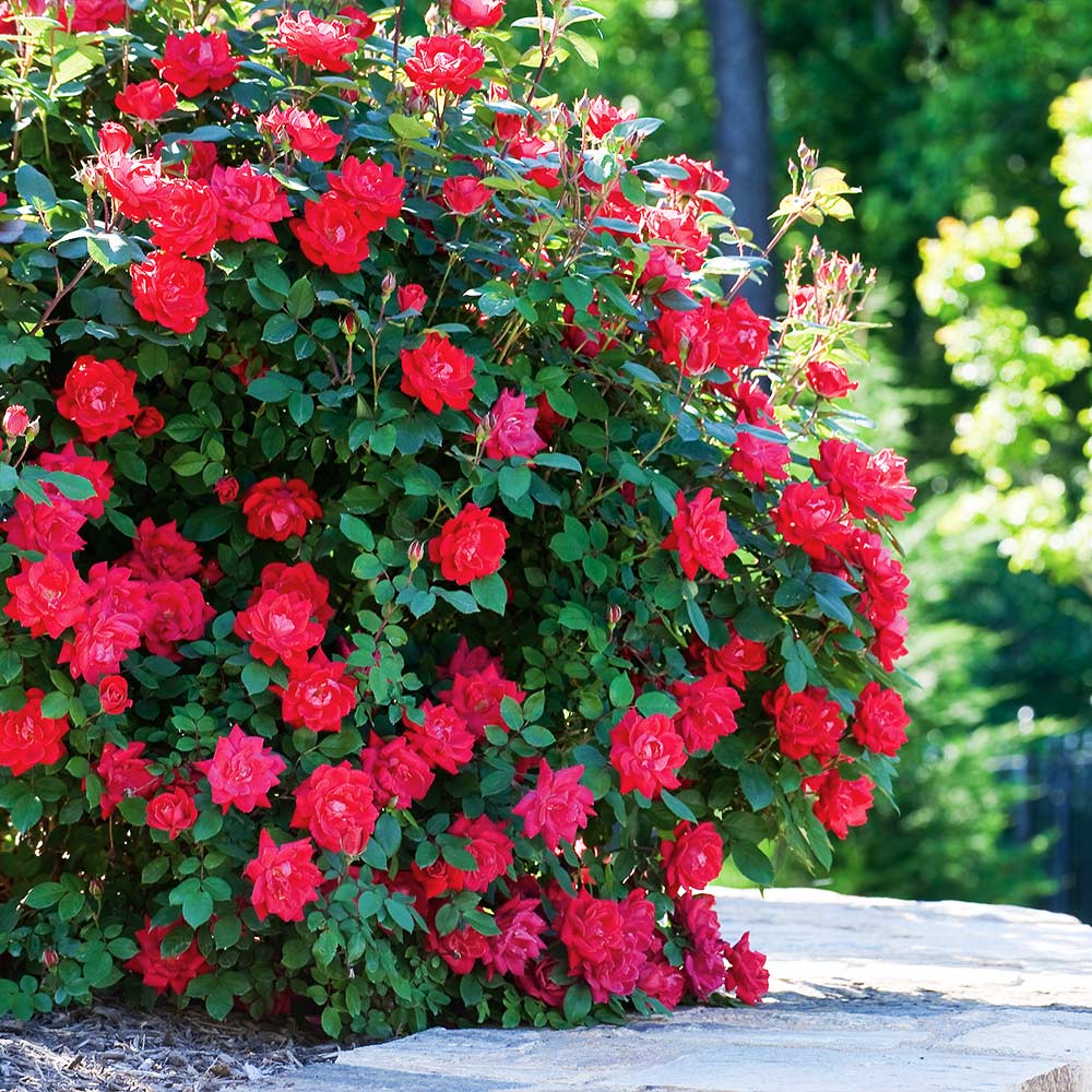 Vibrant red Double Knock Out Roses in full bloom with lush green foliage.
