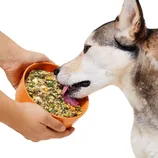 A dog is eating from an orange bowl of mixed food that includes visible greens and grains.